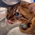 新鮮で美味しい？一生懸命水道から水を飲む猫くんが可愛い