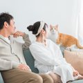 猫は家族に『格付け』している？態度の違いからわかる順位とは