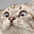 猫の『顔』に表れやすい個性的な模様5選　ユニークな呼び名や特徴もご紹介
