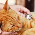 猫の『糖尿病』5つの原因　知っておきたい予防法と症状