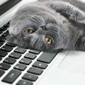 愛猫が『スキンシップが足りない…』と感じているサイン5選　猫が大満足す…