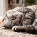 猫が『最高に幸せ』だと感じる瞬間4つ　喜んでいるときのサインや満足して…