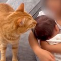 ５歳の女の子が赤ちゃんを抱っこしていたら、超甘えん坊の猫が…『まさ…