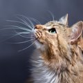猫の『ヒゲ』はなぜ切っちゃいけないの？考えられる3つの理由　切ると…