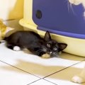 保護されて25日目の子猫→『先住猫たちがいる部屋』に連れて行くと…優しい…