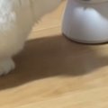 部屋に『見守りカメラ』を置いていたら、猫が…思わず笑ってしまう『可愛す…