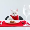 高齢猫が食事を食べない時の対処法と食事を楽しんでもらう工夫