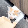 冬の寒い中、『床下で暮らしていた子猫』が保護された結果…現在の様子に感…