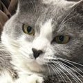 娘が猫の足に『乗せていたもの』とは……ママ困惑の『撮影会の様子』に「発…
