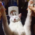 『なにをされても起きない猫』足を使って遊んてみた結果…まさかの『ダンス…