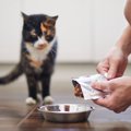 猫のごはんにまつわる用語を解説！ 「グレインフリー」「プレミアムフ…