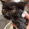 家に来て15日目の子猫→『初めてのシャンプー』に挑戦した結果…微笑ましい…