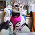 どの服がいちばんかな？子猫ちゃんのファッションショー♡