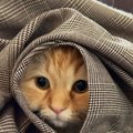 ママの外出を察した猫→ついて行こうとして…まさかの『作戦』が可愛すぎる…