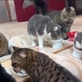 大きな鏡に興味津々！猫ちゃんたちのモフモフパーティーが絶景すぎる