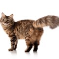 『猫ふんじゃった症候群』って何？しっぽにまつわる危険な症状、重大な障…