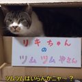 通貨はちゅーる！？気ままな猫ちゃんが営むツムツム屋さん