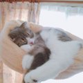 猫は本当に好きな人の前ではこう寝てる！6つの寝相