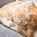 先輩猫が子猫のおしりをクンクンした結果…100点満点すぎる『笑撃のリ…