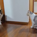 逃げられてしょんぼり…猫ちゃん達の絶妙な距離感