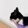 ボールが取れなくなってしまった猫→予想外の『力技すぎる行動』に爆笑…