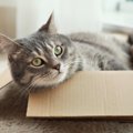 飼い主が「愛猫の下僕だな」と感じる瞬間5つ