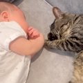 赤ちゃんを“家族”と認識した２匹の猫が…お昼寝中に見せた、涙が出るほ…