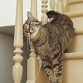 雌猫もマーキングをする？原因とやめさせる方法