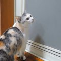 なぜそこ？猫ちゃんの不思議