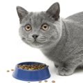 『食べることがヘタな猫』もいる！考えられる5つの原因　器や食べさせ…