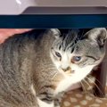 『コタツを愛してやまない猫』→片付けようとしたら、全然離れなくて…『微…