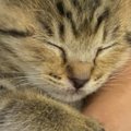飼い主さんに抱っこされて安心して眠る子猫→おててを見ると…幸せいっぱい…