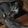 弱りきっていた子猫を迎えた結果…『先住猫が受け入れた』瞬間が感動す…