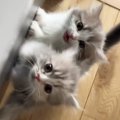 おやつが欲しい2匹の子猫→飼い主さんを見つめて…何度でもあげたくなる『可…