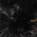 床に『3つのかご』を置いておいたら…猫がとった『まさかの行動』に「可愛…