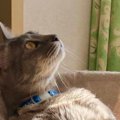 里親さんから送られてきた『猫の様子』を見たら、キャットタワーの上で…ま…