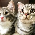 生後３か月ごろに出会った『２匹の猫』→仲良しになって『８年』が経つ…
