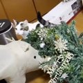 Xmasシーズンにはご用心？ツリーを狙う猫ちゃんの手口