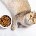 猫に『療法食』を与えるときに絶対に守るべき3つの約束　取り扱いを間…