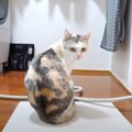 洗濯機の音を聞きつけた猫ちゃん、お風呂場へ急ぐ！？