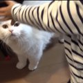 猫さんが大好きな赤ちゃんにタジタジ…でも赤ちゃんを優しく見守るポム…