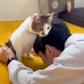 猫は『大好きなパパが倒れていたら』どうする？…愛おしすぎる光景が46…