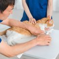 猫のストレスになりがちな『爪切り』手早くすます6つのコツ　どうしてもで…