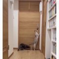 自力でドアを開ける猫→対策するために『ドアノブを縦』にした結果…可愛す…