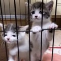 ケージの中にいる2匹の保護子猫→『ミルクの準備』をしていると…まさかの行…