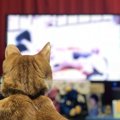 猫はテレビが好き？釘づけになる理由３つ