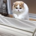 猫が『病院に連れていかれる子犬』を見たら…優しさ溢れる行動に涙がで…