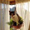 『プランターの上に乗った猫』を見ていたら…思わず笑っちゃう『乗りこなす…