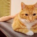 人間のお兄ちゃんが“あくび”をすると…？末っ子の猫ちゃんが見せた反応…