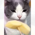猫にリンゴの匂いを嗅がせてみると……『まさかの表情の変化』が絶妙すぎる…